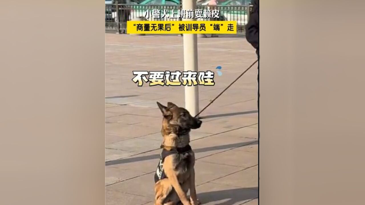 小警犬上班前耍赖皮,“商量无果后”被训导员“端”走