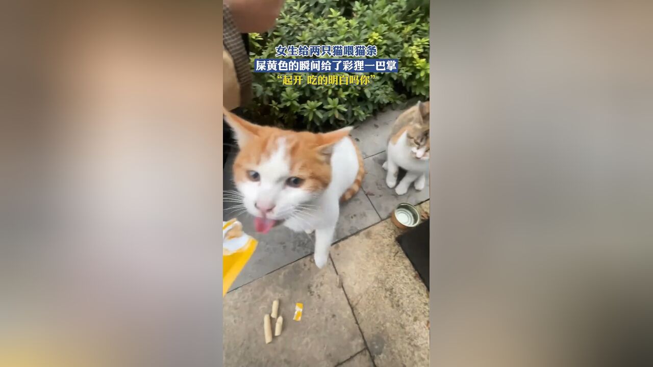 女生给两只猫喂猫条,屎黄色的瞬间给了彩狸一巴掌,“起开 吃的明白吗你”