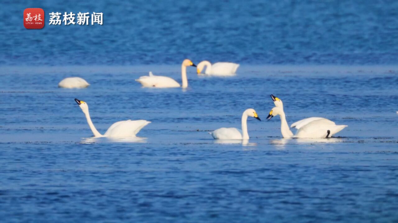 美!小天鹅抵达苏州越冬,太湖秒变“天鹅湖”