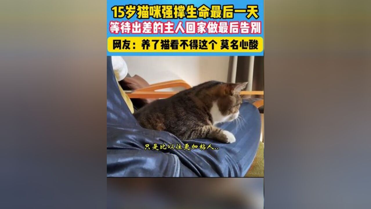 15岁猫咪强撑生命最后一天,等待主人回家做最后的告别......#猫咪