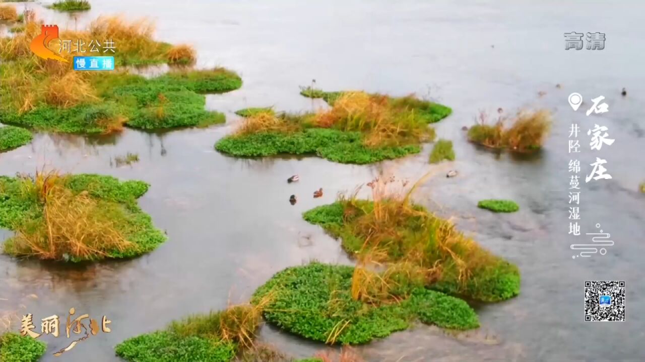 【美丽河北】 石家庄井经绵蔓河湿地