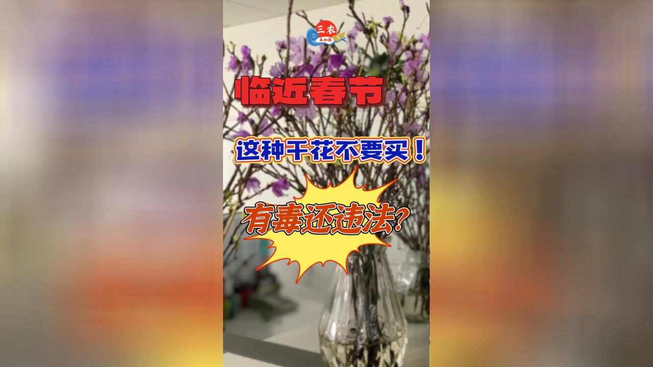 三农未知数丨临近春节,这种干花不要买!有毒还违法?