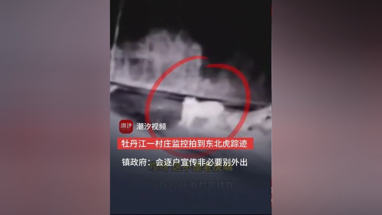 牡丹江一村庄监控拍到东北虎踪迹 镇政府:会逐户宣传非必要别外出