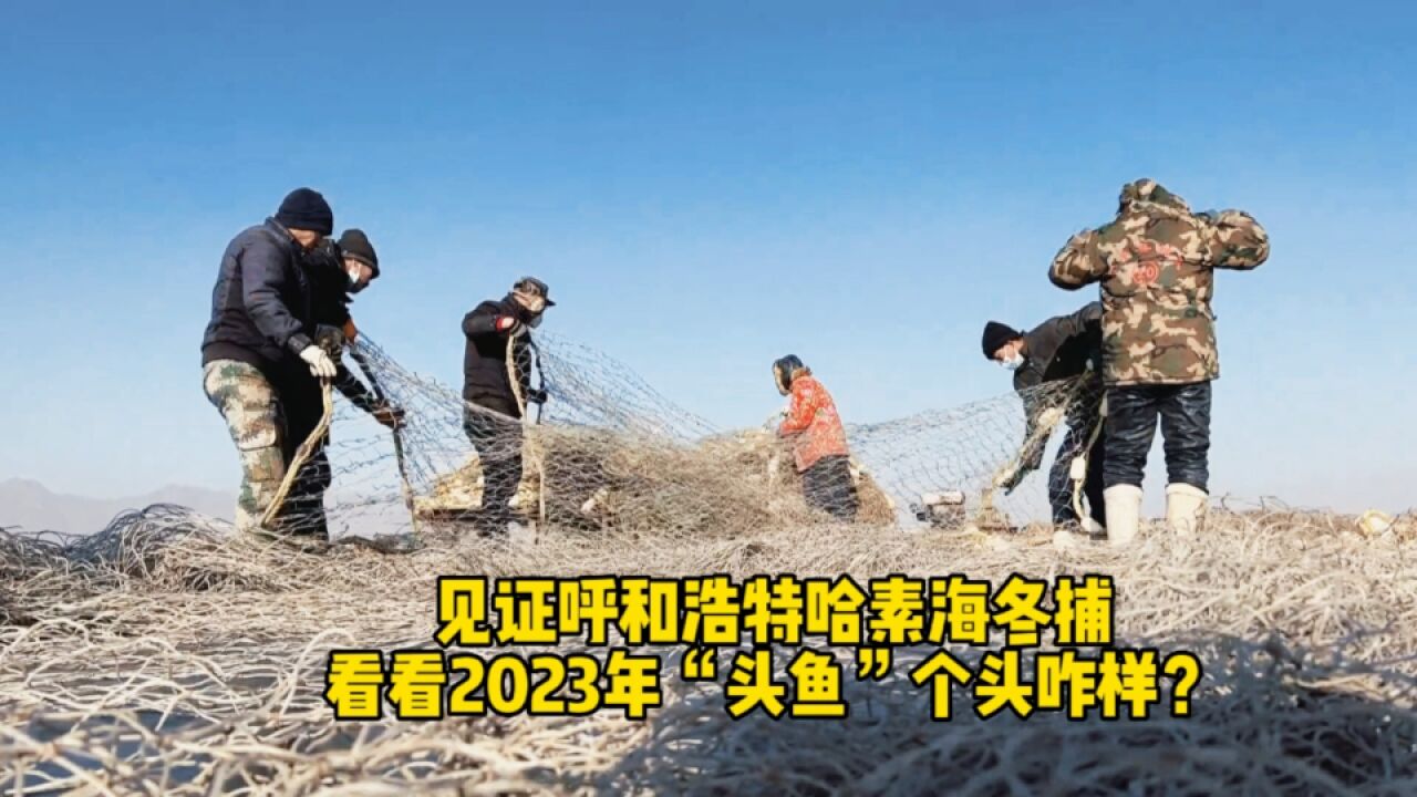 见证呼和浩特哈素海冬捕,看看2023年“头鱼”个头咋样?