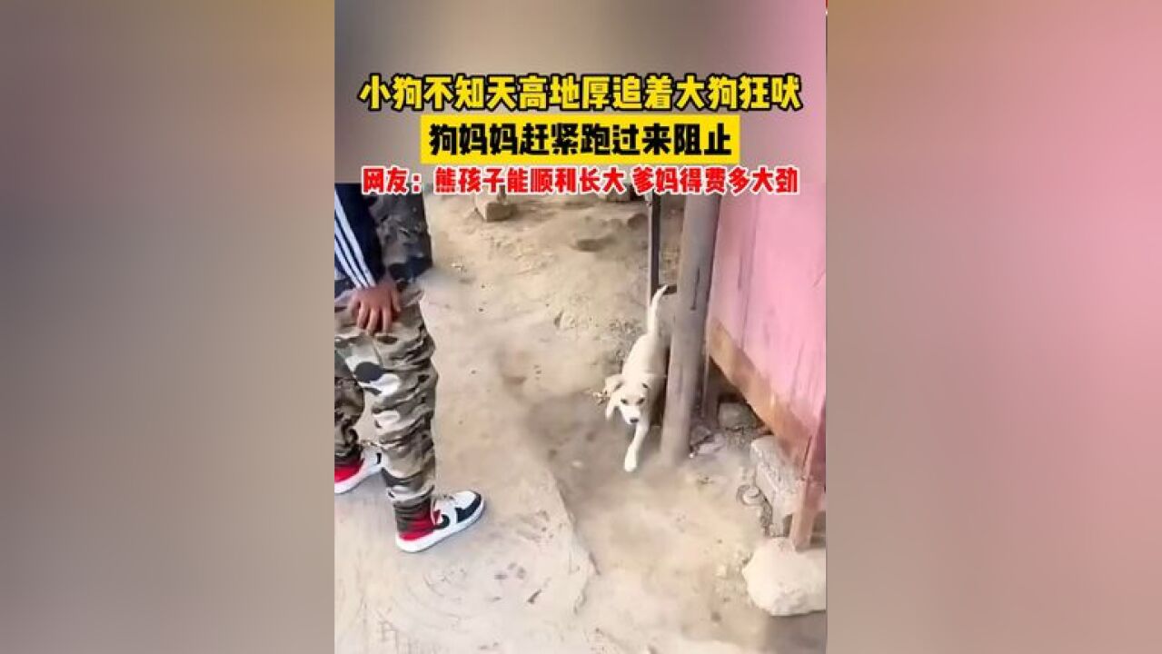 小狗不知天高地厚追着大狗狂吠,狗妈妈赶紧跑过来阻止,网友:熊孩子能顺利长大,爹妈得费多大劲