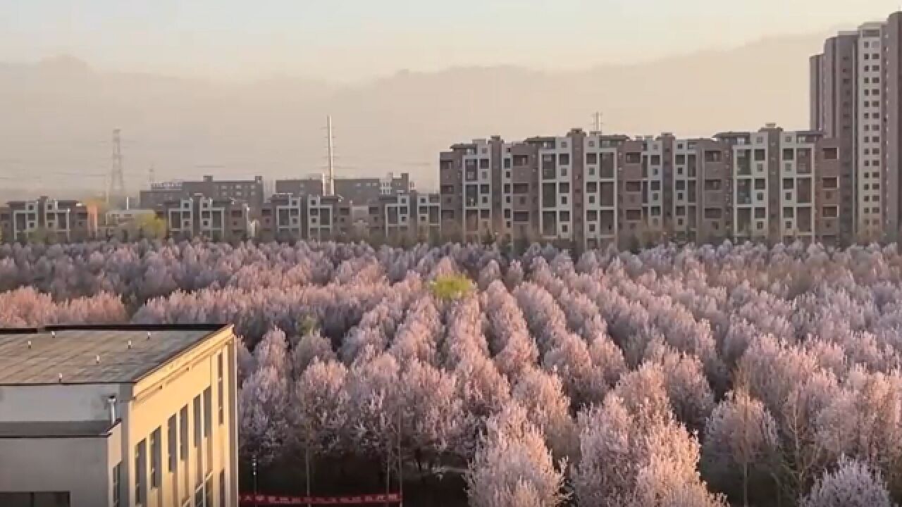 唯美!高校种植大片紫叶李树林 教学楼上俯瞰一片花海场景壮观