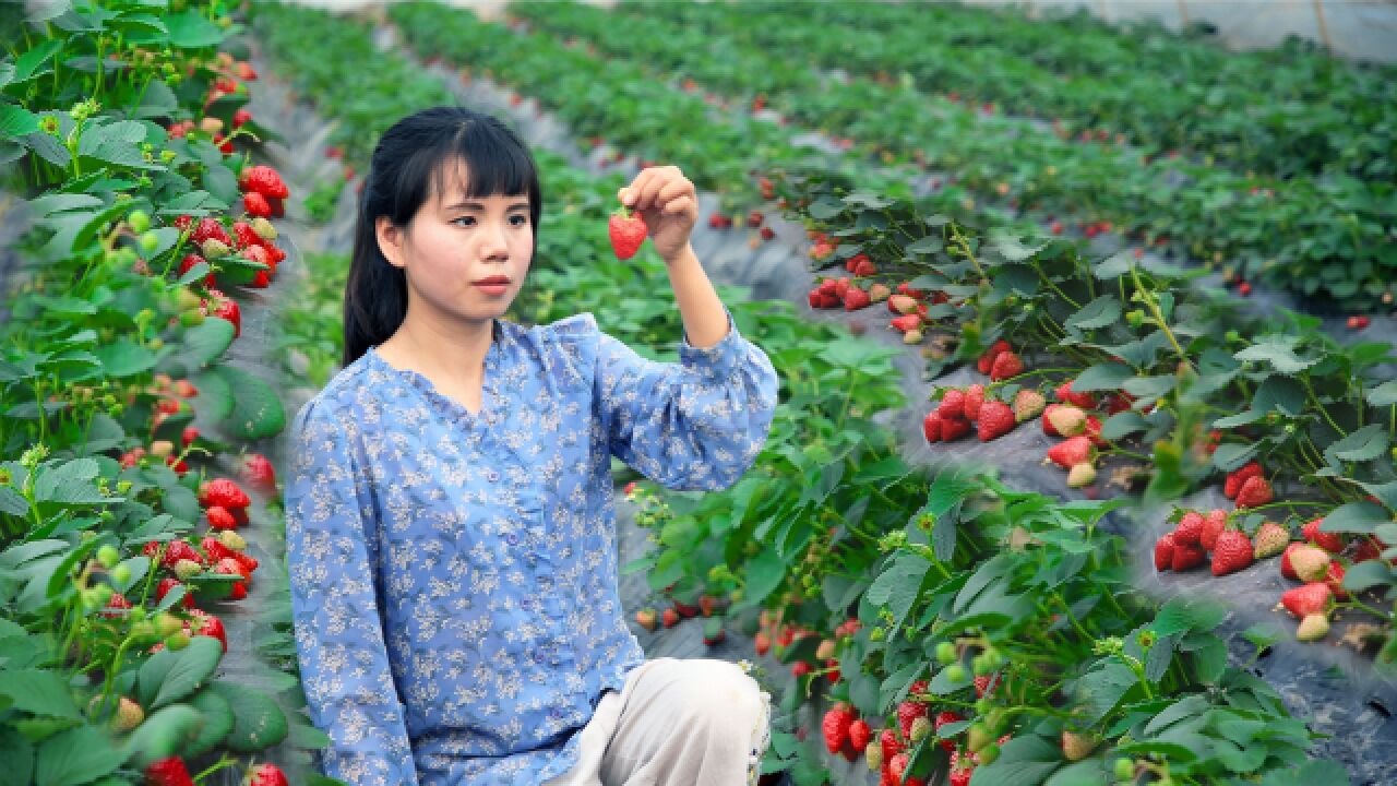 又大又红的草莓,吃一口就能甜到心里