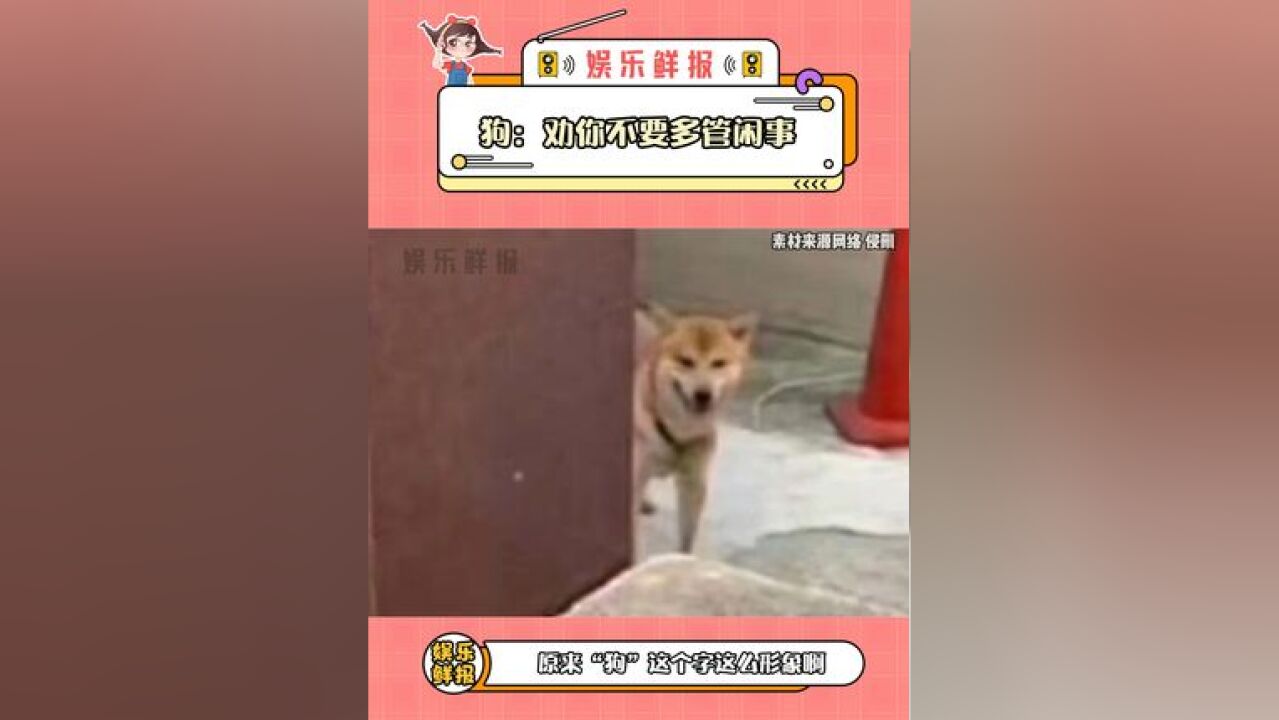 狗:劝你不要多管闲事