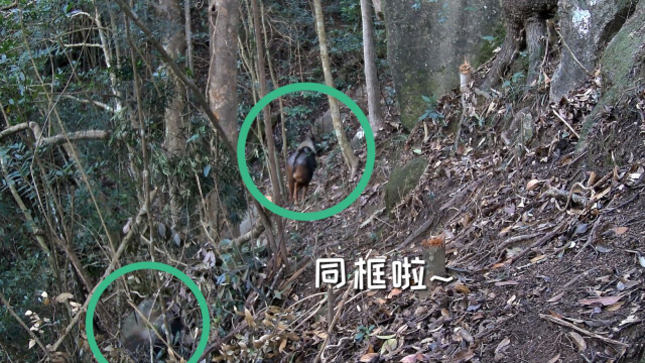 两头“四不像”神兽同框啦!中华鬣羚又现广东象头山保护区