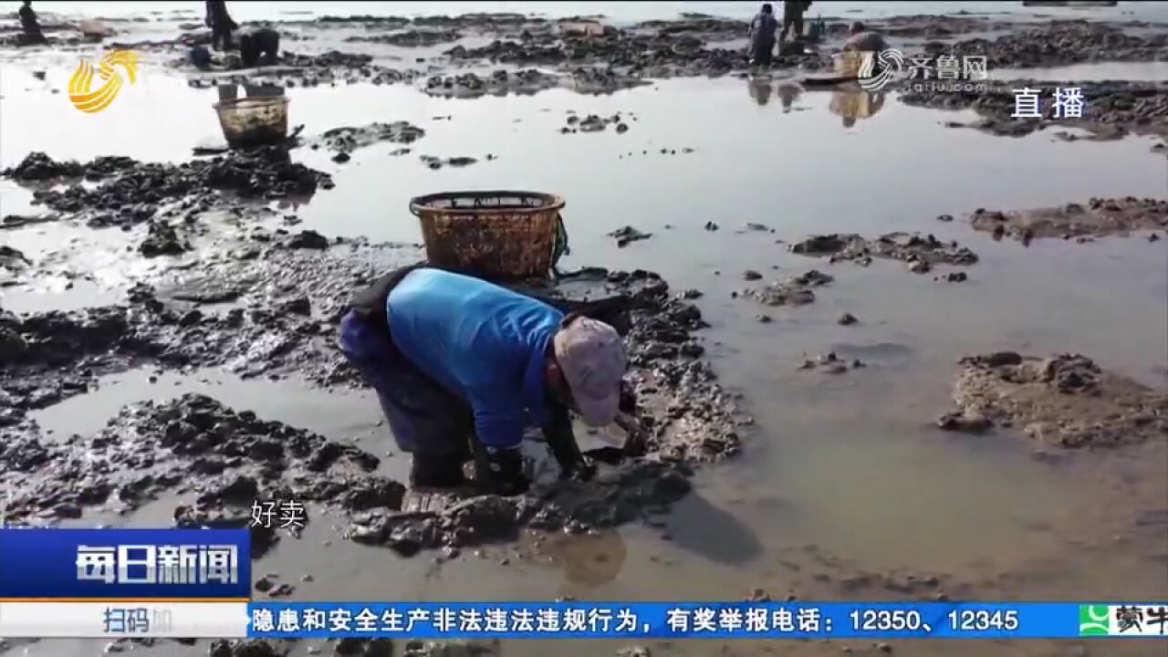 夏季第一鲜!即墨蛏子喜丰收,养殖户忙收获,每亩最多收入近万元