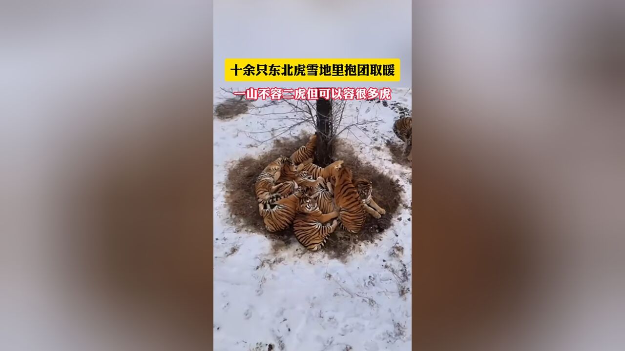 航拍直击东北虎抱团取暖 “东北金渐层”也扛不住东北的冬天?