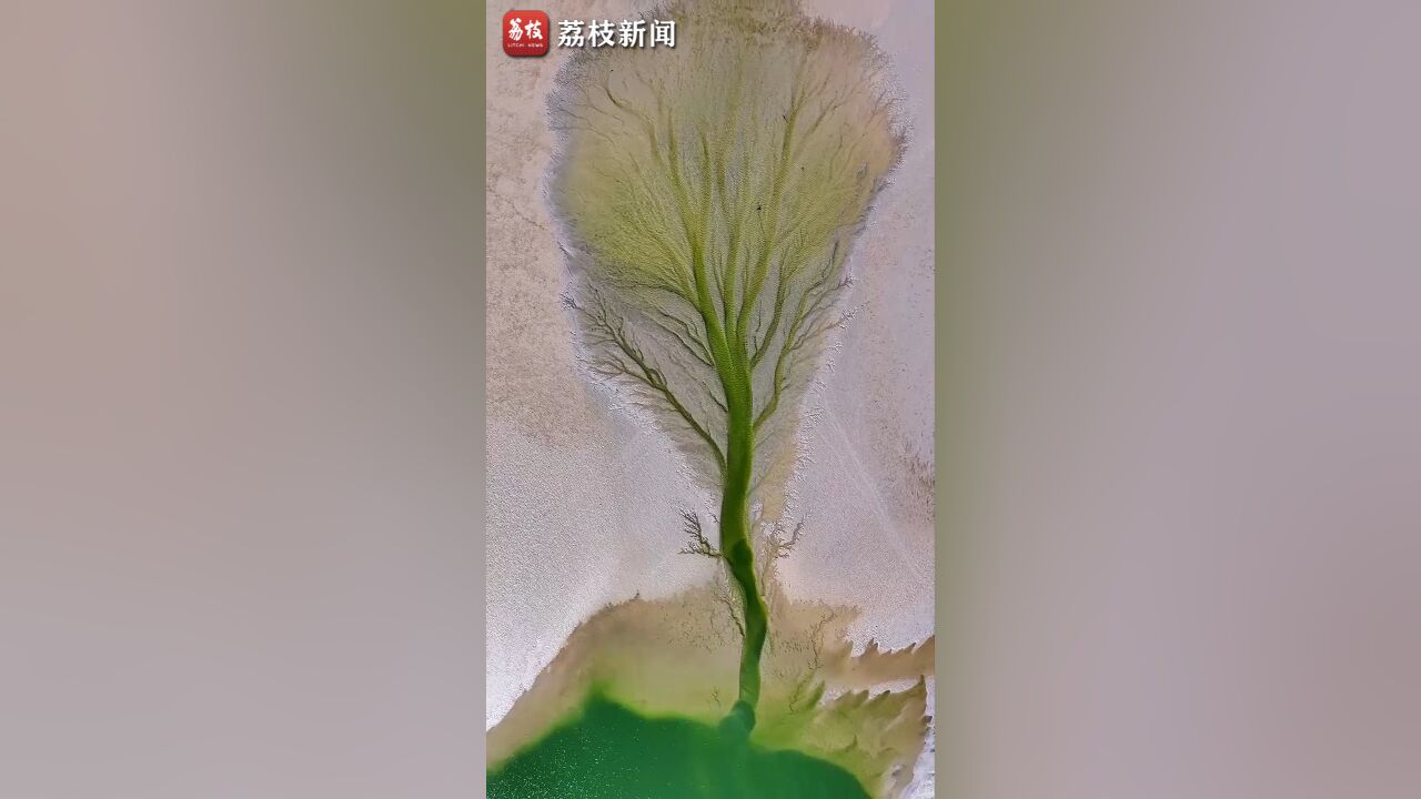 生命之树!航拍钱塘江惊现翡翠潮汐树阳光下波光粼粼