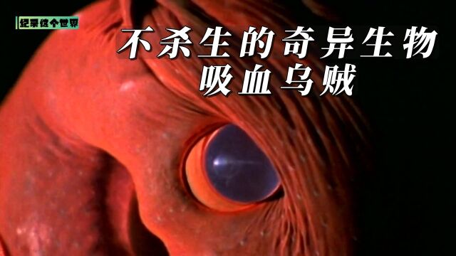 不杀生的奇异生物之吸血乌贼