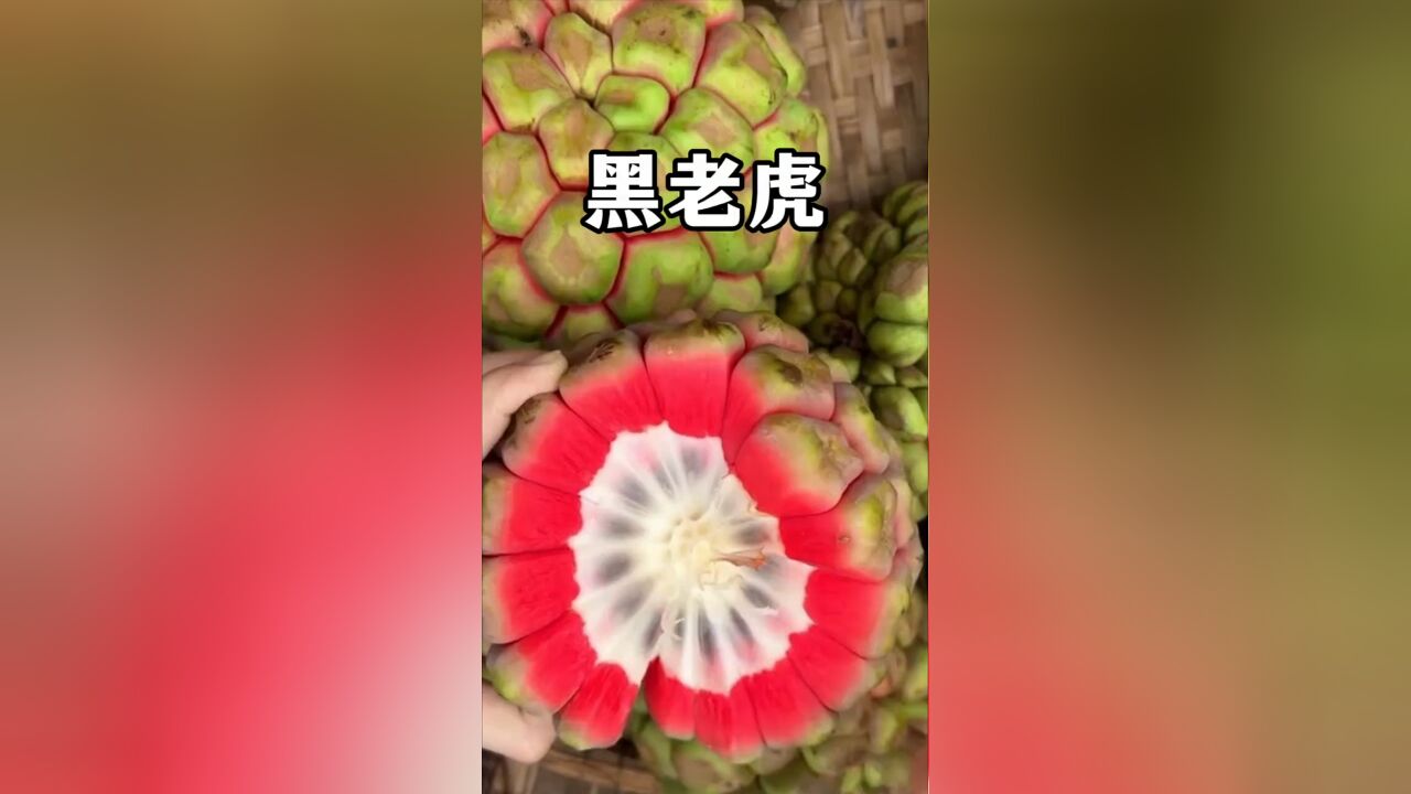 长在云南深山里的野果黑老虎,你吃过吗?