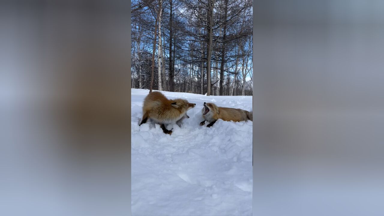 两只狐狸躺在雪地里摇着尾巴撒娇呢