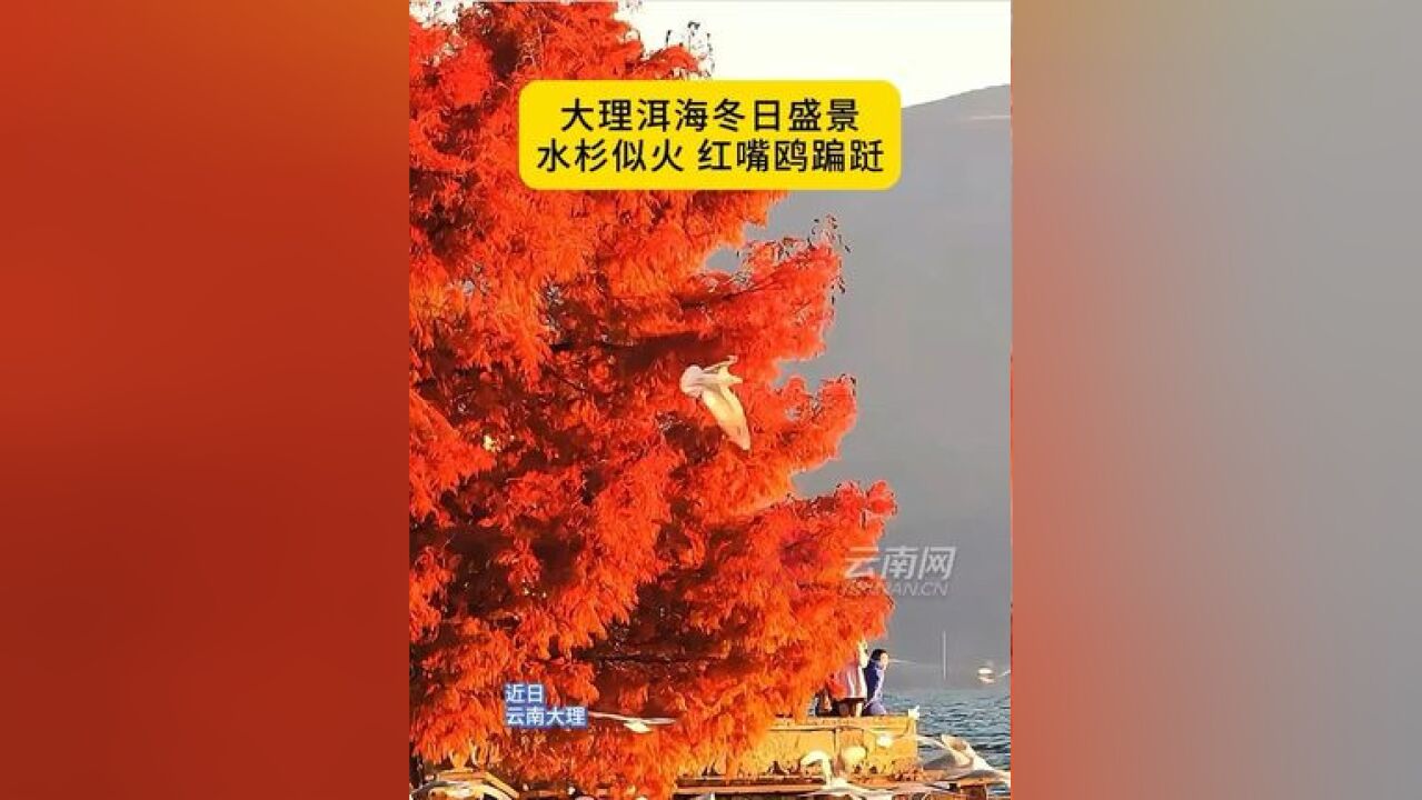 大理洱海冬日盛景来啦!