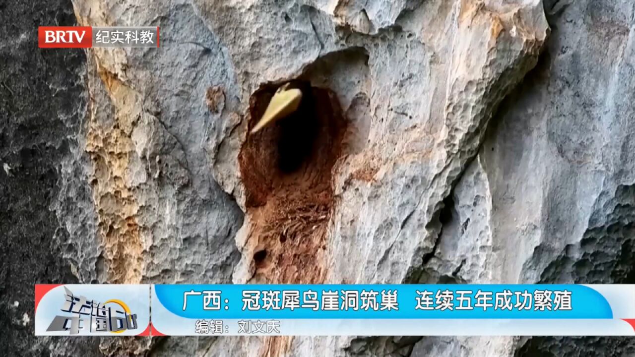 冠斑犀鸟崖洞筑巢,连续五年成功繁殖,现场画面