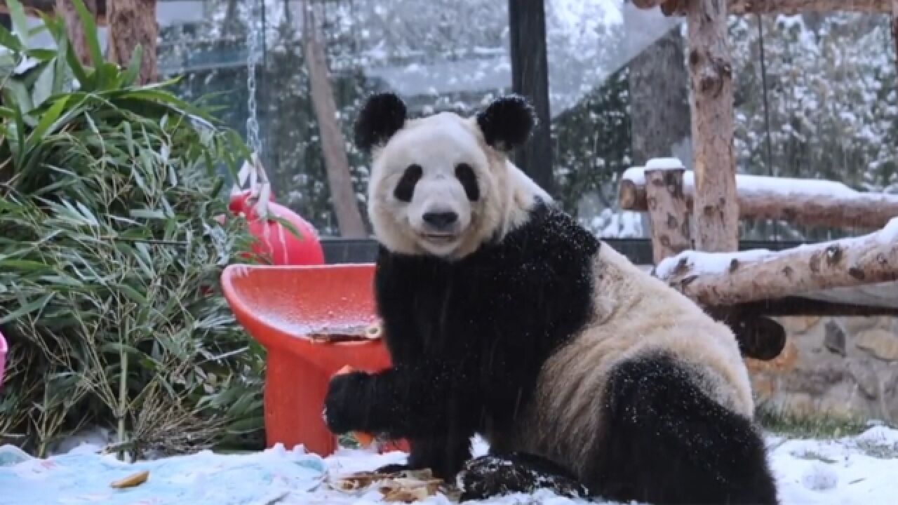 丫丫雪地里撒欢打滚,变成“糖霜”小熊,坐摇椅欣赏雪景好惬意