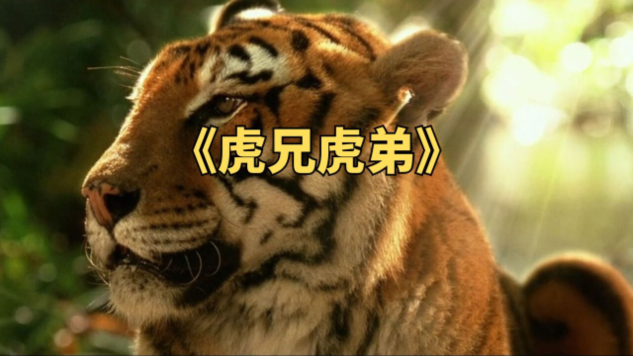 老虎两兄弟被抓到人类社会,一年以后在角斗场重逢.冒险片《虎兄虎弟》