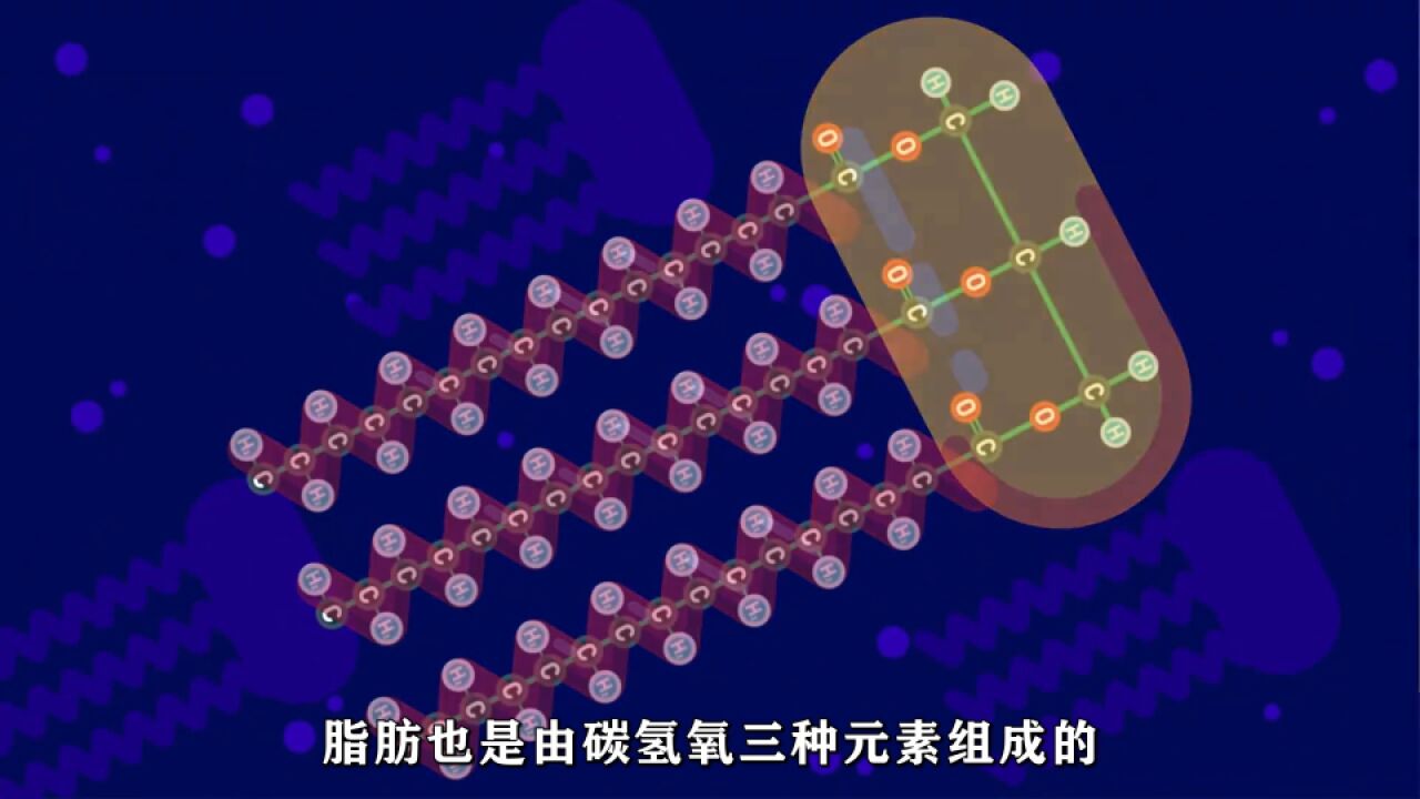 脂肪:细胞中的重要成分与储能物质