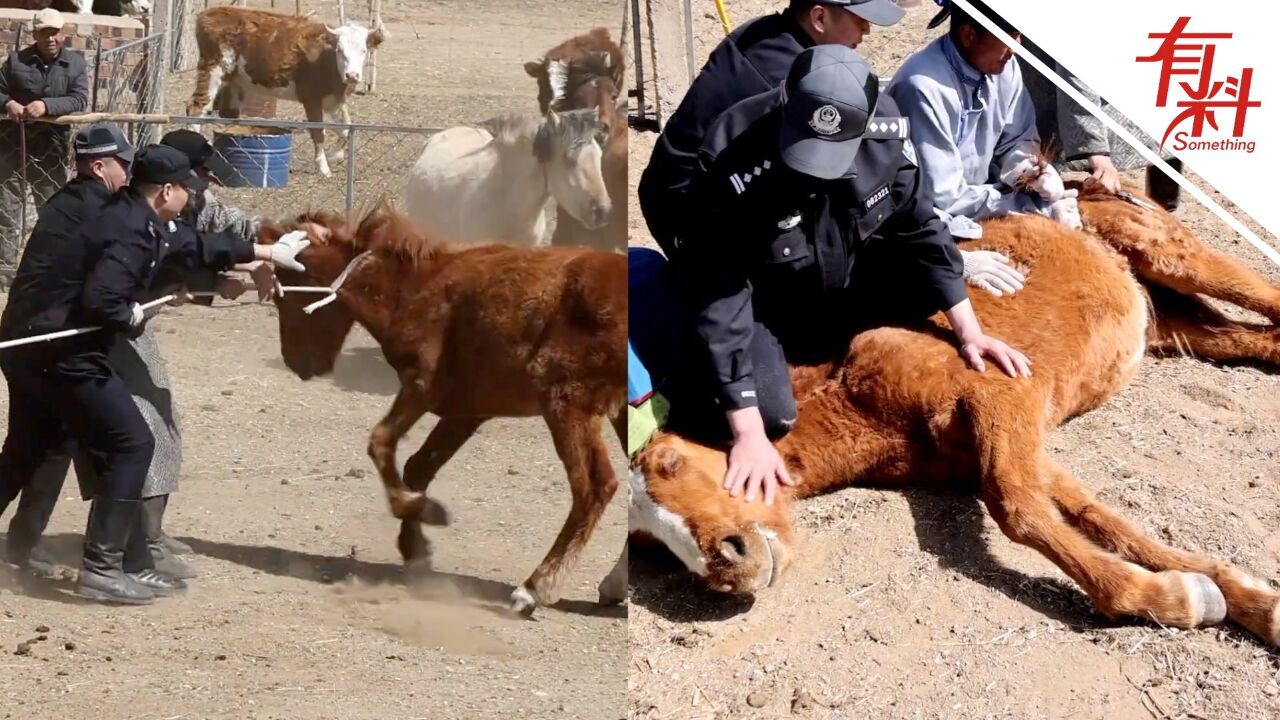 春季驯马忙!内蒙古民辅警化身“套马的汉子”帮助牧民驯烈马