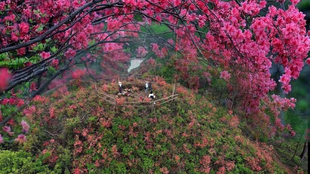 绍兴上虞:云上芦山!映山红古道边竞相开放