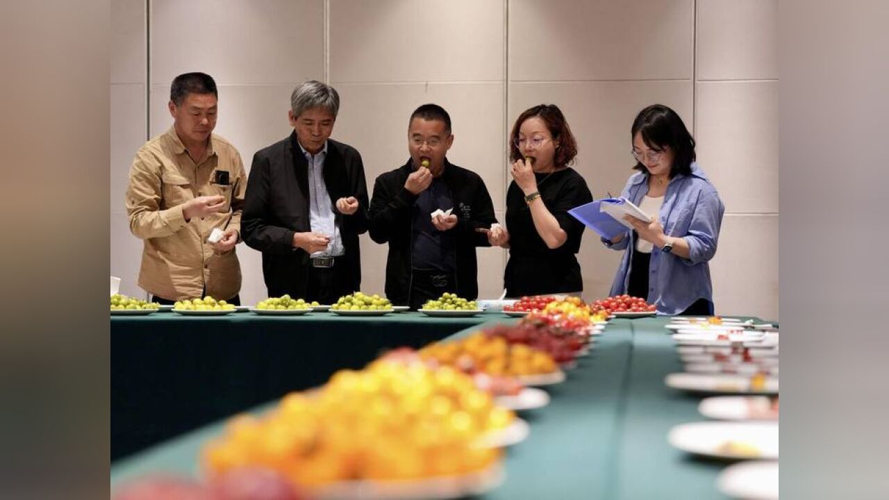 在番茄“海选”现场 浙大专家:目前国内生产的番茄都不是转基因的