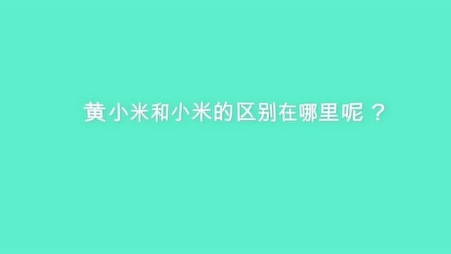 黄小米和小米的区别在哪里呢?