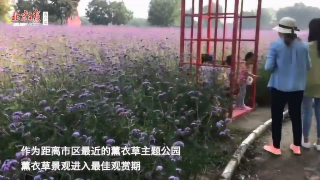 500亩薰衣草花开成海就等你来