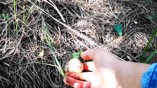 山里女人最喜欢采蘑菇,松树蘑一采一大筐,天天上山太开心啦