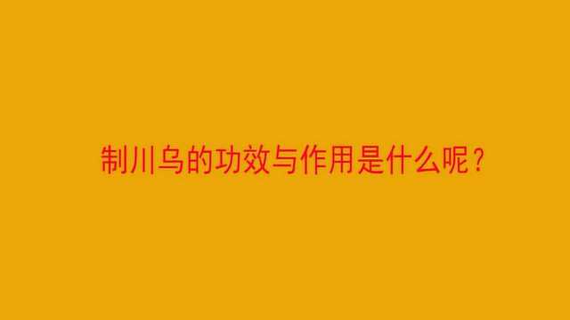 制川乌的功效与作用是什么呢?