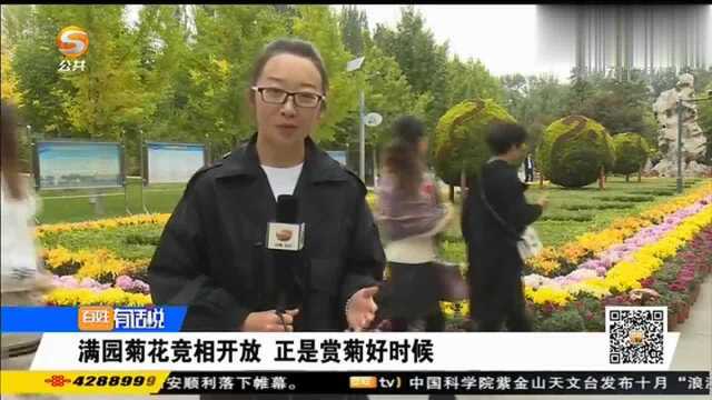 满园菊花竞相开放 正是赏菊好时候