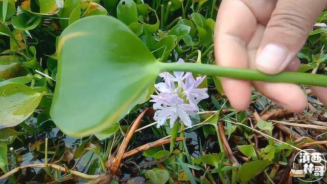 农村常见植物,根似老鼠尾巴,叶子超级漂亮,浑身是宝,你认识吗