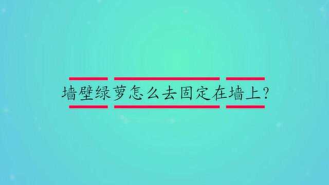 墙壁绿萝怎么去固定在墙上?