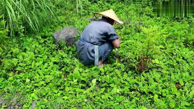 这种野地瓜营养丰富又好吃,只有农村才有,你吃过吗