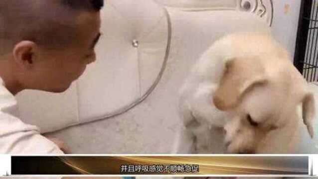 如果你家狗狗有这七个特征,说明它身上的“寄生虫”多得吓人