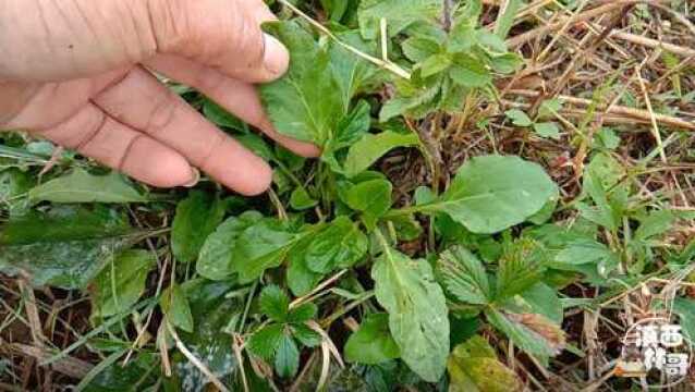 田埂边一种常见的草本植物,叶子似车前草,这些用途你了解了吗