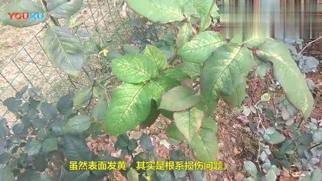 月季叶子卷曲枯焦的问题,看完这个视频你就知道怎么办了