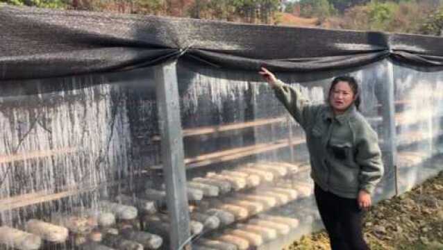 年入百万种植户外传香菇技术,湖南姑娘现学现卖,看完你会心动?