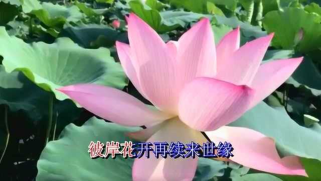 紫雨飘香一首《一曲相思红尘恋》柔情甜美,醉人心扉!