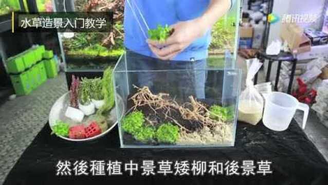 水草造景入门教学!水族的最爱!简单材料打造一片绿意盎然!