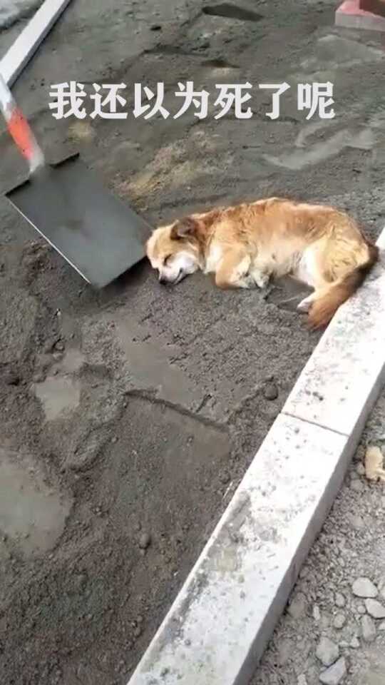 Thumbplayer Poster Plugin Image