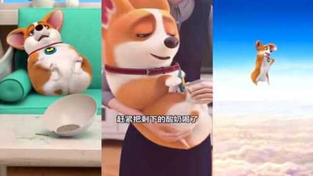 飞狗MOCO:幼犬和未成年的狗狗更容易感染细小传染病哦!