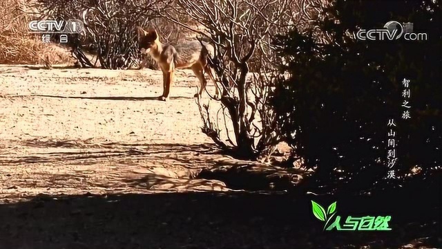 巴塔哥尼亚山狐体型仅次于棕狼,是南美洲体型第二大的犬科动物