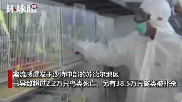 世界动物卫生组织:高致病性H5N8禽流感在沙特爆发