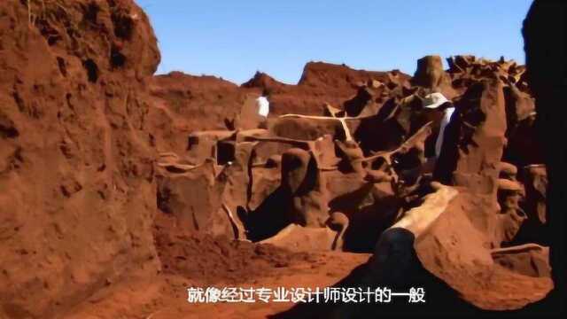 大型蚂蚁洞穴有多震撼?600万只蚂蚁用20年建造,面积达50平方米