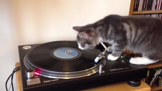 DJ爵士猫小灰闪亮登场,打起节奏来有模有样