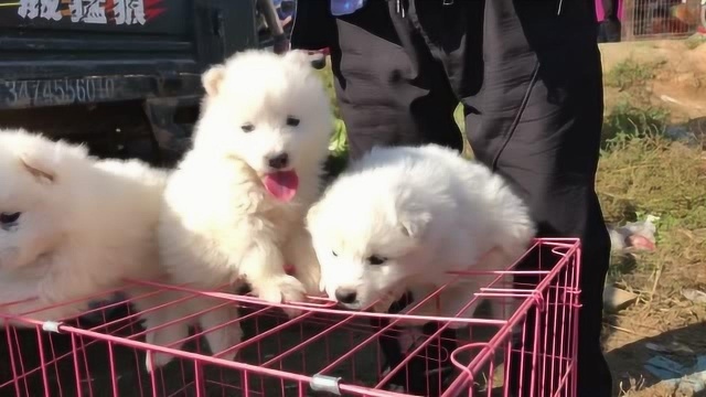 带大家欣赏下小萨姆犬,这些小狗太可爱了,都特别萌