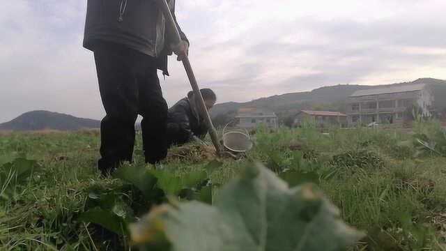 这草真神奇,熬汤喝,视力好,且不花钱.方老弟一家又出发田野挖