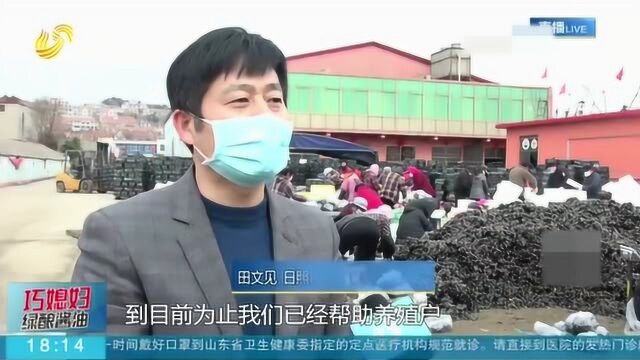 日照:疫情之下4亿斤海虹滞销 引进电商打通销路 养殖户都说好